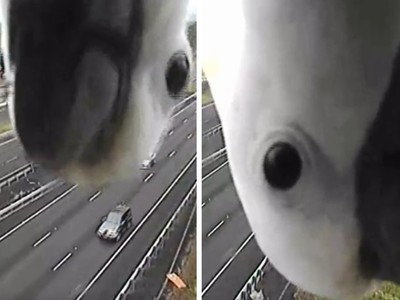 「我飛超速了嗎？」鸚鵡倒吊入鏡測速相機，超萌畫面觀看數破百萬