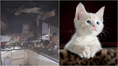 家中無人莫名起火　嫌犯一狗兩貓...竟是牠打開了電磁爐