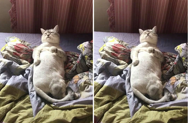 啤酒肚溢出!大叔喵「抓癢碎唸」。(圖/翻攝自抖音APP用戶「5190308」)