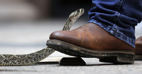 ▲▼「斷頭蛇」仍有攻擊人的風險。(圖/達志影像/美聯社)