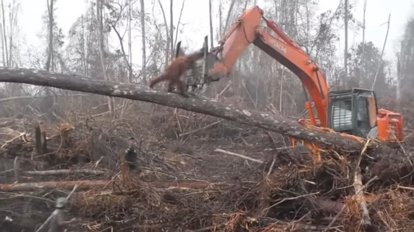 ▲▼紅毛猩猩試圖阻止挖土機運作。（圖／翻攝自YouTube）