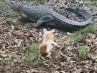 荒唐飼主愛拍「家犬VS.鱷魚」！第一次躲過尖牙，第二次被咬死拖走