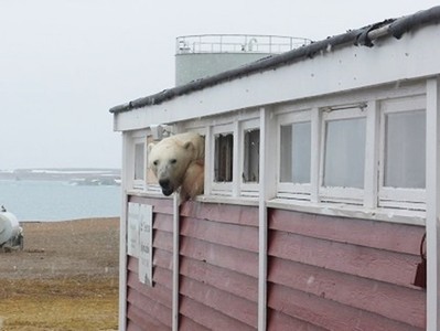 飢餓北極熊偷吃失敗！撬開廚餘倉庫被抓包　居民抱怨：麥擱來啊