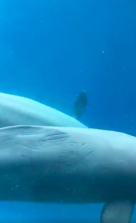 白鯨撞牆吐泡泡（圖／翻攝自Youtube）