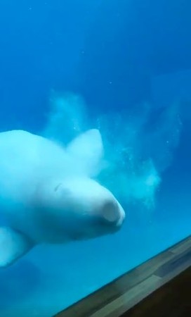白鯨撞牆吐泡泡（圖／翻攝自Youtube）