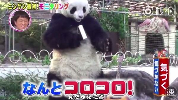 日本藝人扮熊貓沒人懷疑　只好拿吉他彈了起來　遊客：哪裡怪怪捏（FB@娛看日本）