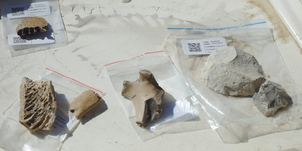 ▲奧塔哥大學考古學家發現14世紀毛利部落遺址，挖掘出恐鳥骨頭與黑曜石製成的石器。（圖／翻攝自waateanews）