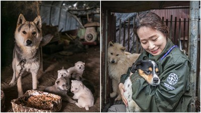 每年吃掉百萬隻狗！夏季三伏天變南韓「狗難日」　人道組織手刀救犬