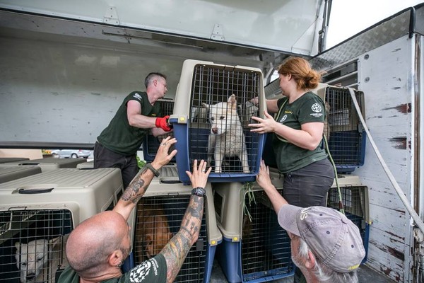 ▲▼ HSI在南韓營救超過50隻食用犬（圖／翻攝自HSI臉書）
