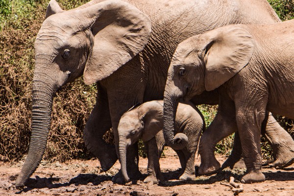 ▲▼ 阿多大象國家公園9成母象天生沒有象牙。（示意圖／Unsplash）
