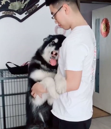 阿拉媚眼放射電波,緊黏爸拔胸懷。(圖/翻攝自YAN Pets粉絲專頁)