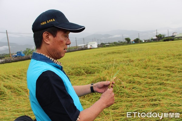 豪雨導致台東市近600公頃即將採收的第一期稻作，發生嚴重倒伏及穗上發芽的狀況，市長張國洲前往豐原地區現勘，允諾協助爭取農業天然災害救助。（圖／台東市公所提供）