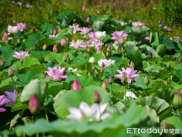 ▲桃園蓮花季。（圖／桃園市政府提供）