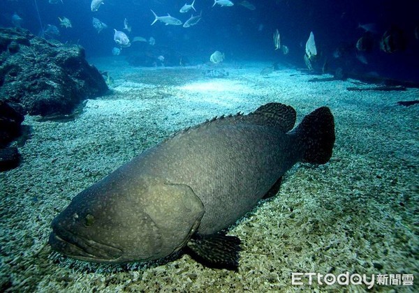 ▲▼野生石斑魚種類、數量每況愈下。 （圖／水試所）