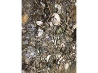 小溪貝塚遺址經過高雄市遺址審議會審議委員在現勘及討論之後，確認內惟小溪貝塚遺址蘊育豐富的地質地形景觀與動物資源。