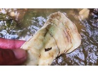 記者現場實勘，水流量極大，而山上的小溪貝塚遺址，也順勢被沖刷而下，遍地可見史前貝塚遺跡。這裡的水溢流成河。
