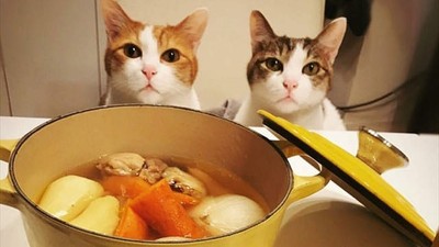 和貓皇吃同一鍋飯！　奴才必學「人貓共用食譜」不用分兩次煮啦
