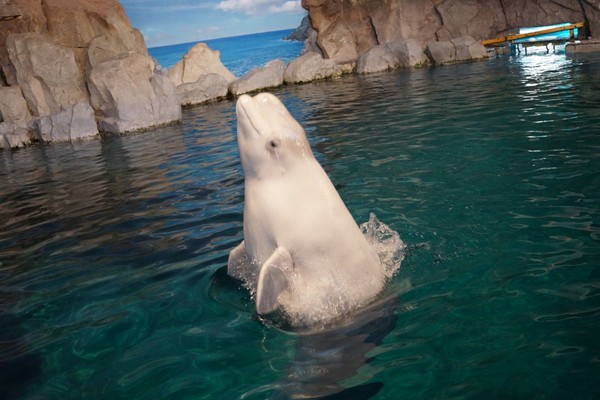 ▲全球首座白鯨保護區將於明年3月在冰島成立。（圖／取自免費圖庫pxhere）