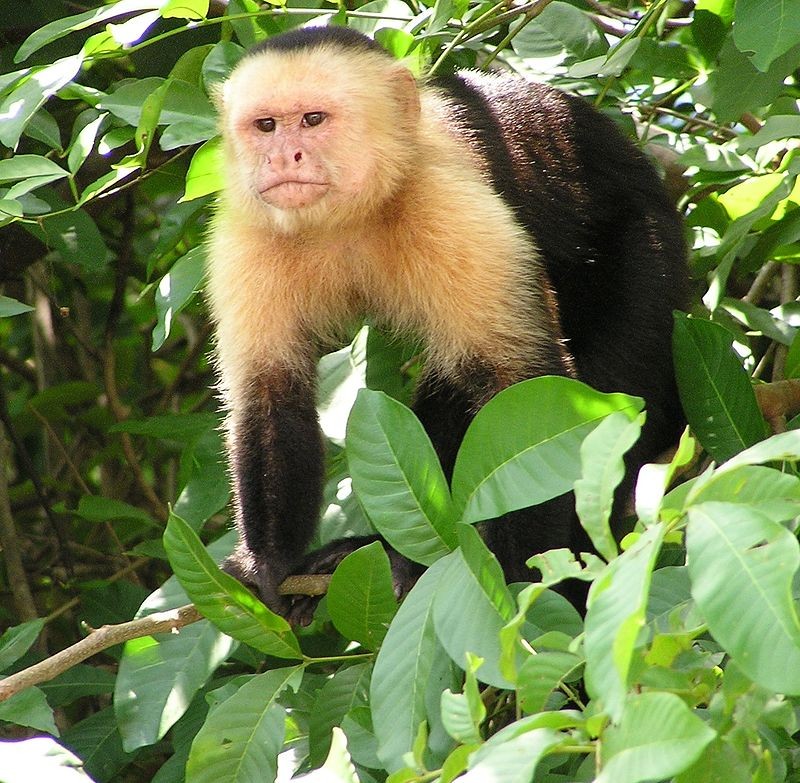▲ 科學家發現，巴拿馬一座小島的白面捲尾猴，能夠操作石器砸碎食物硬殼。（圖／翻攝為維基百科）