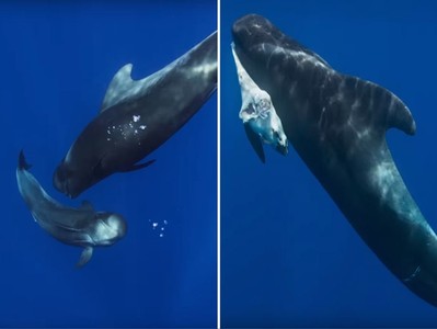 海平面底下的悲傷　鯨豚會哀悼死去同伴　每天「守夜」直到接受了
