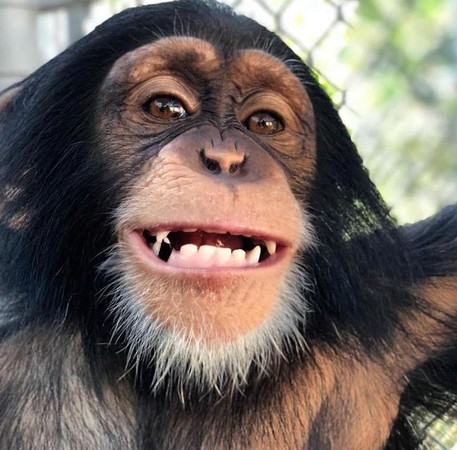 黑猩猩與養父母重逢，激動尖叫親吻。（圖／翻攝自Instagram用戶「limbanizwf」）