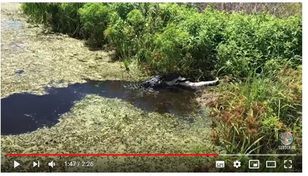 父子目擊「大鱷吃小鱷」　4公尺短吻鱷活吞1.8公尺同類。（圖／翻攝自