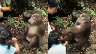 餵獼猴反被揍！　毛手臂轟中女童面部　網冷汗：關動物園也有野性