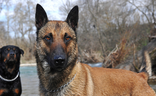 ▲▼比利時瑪連萊犬,Belgian Malinois,比利時牧羊犬。（圖／達志影像／示意圖）