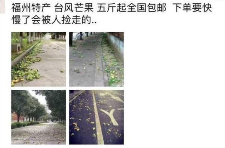 ▲▼瑪莉亞肆虐福建，路邊芒果全被風雨打下（圖／翻攝MRLLIINN微博）