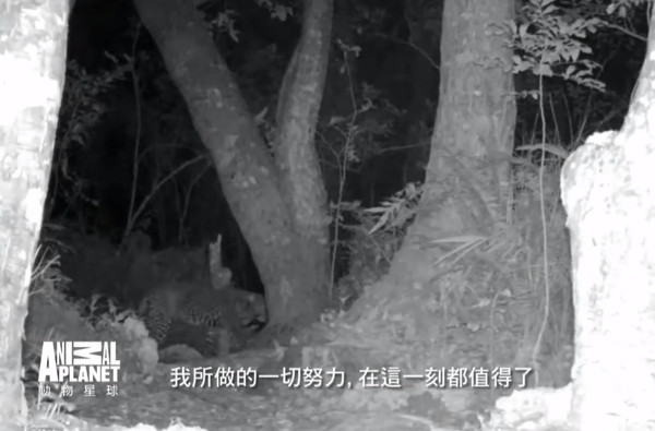 ▲消失35年的台灣雲豹再現身影？。（圖／Discovery提供）