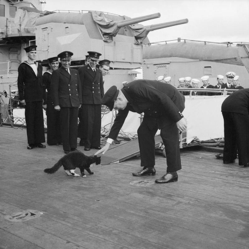 甲板上抓老鼠！傳奇貓水手「不沉的山姆」　但牠待過的5戰艦全沉了（圖／wikipedia）