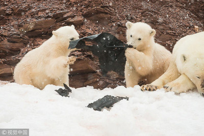 餵食快餓死的北極熊是犯法的！3大原因分析：問題根本沒解決都是徒勞