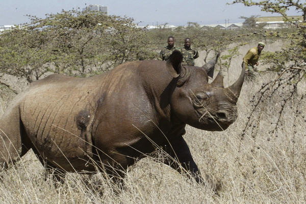 ▲▼肯亞8隻黑犀牛死亡。圖為2006年1月14日在內羅畢國家公園拍攝的黑犀牛照片，目前不清楚該隻黑犀牛狀況為何。（圖／達志影像／美聯社）