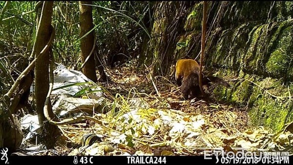 ▲黃喉貂為台灣特有亞種，屬於食肉目貂科動物，身長約60公分，尾常略短於身長。能靈活奔跑與攀樹捕食鼠類與鳥類，也能合作獵捕山羌等較大動物。（圖／花蓮林管處提供）