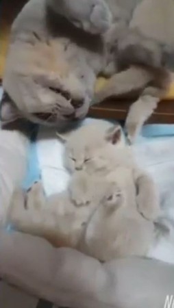 貓媽被抓包打小孩，一秒翻肚賣萌。（圖／翻攝自Instagram用戶「catloversclub」）