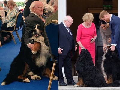 還以為隔壁阿公　愛爾蘭總統太親民爆紅　帶兩隻巨犬騙走所有人的心