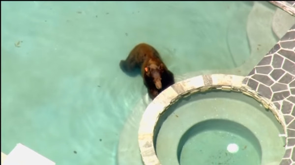 ▲▼洛杉磯野生黑熊闖入民宅泳池。（圖／截自Youtube）
