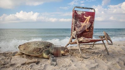 又是人類害死的！瀕危海龜遭廢棄沙灘椅勒斃　屍身斷兩節命喪海灘