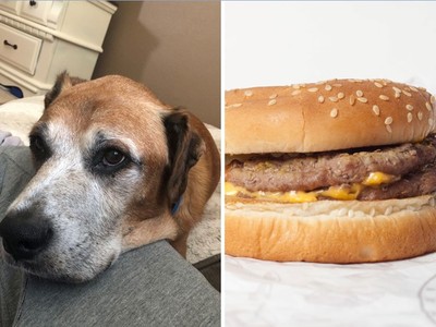 狗主人每天點漢堡「不加醬」　經理知道真相後霸氣宣布：以後不收錢