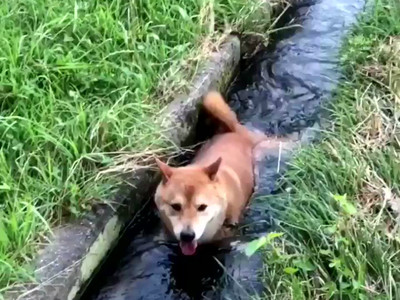 柴柴自創消暑招！「田間順水流」慢慢漂走...好羨慕啊TДT