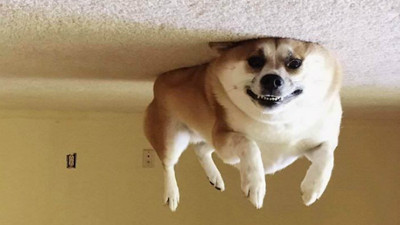 「氣球狗」慵懶升空！毛孩變形緊貼天花板　逆重力攝影席捲社群