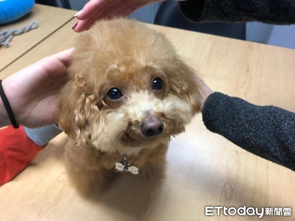 ▲▼五村,狗被摸,摸狗。(圖/記者李依融攝)