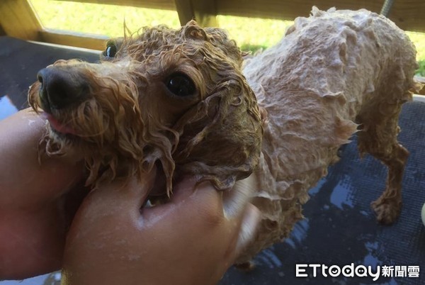 ▲狗洗澡。(圖/記者李依融攝)