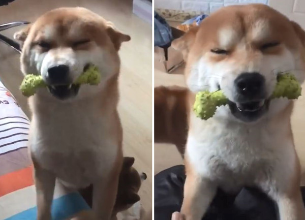 柴柴進門找媽玩,電臀搖到站不穩。(圖/翻攝自抖音APP用戶「htt0404」)