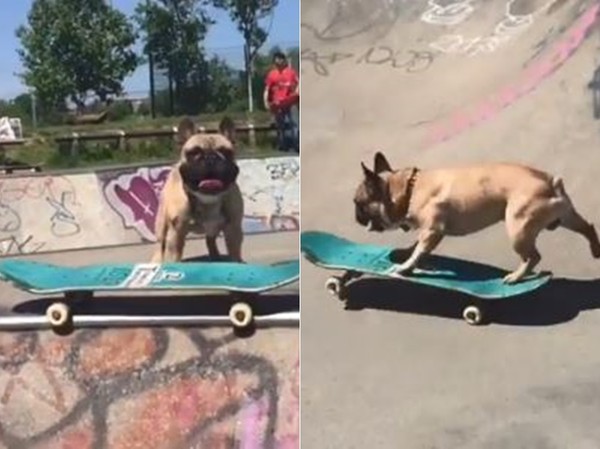 ▲帥氣法鬥玩滑板炫技100分。(圖/翻攝自IG用戶@erocdog)