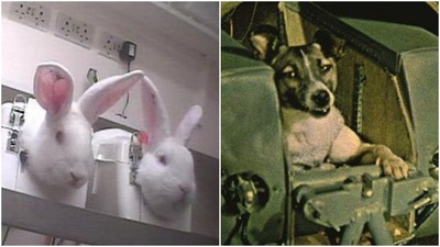 史上4種最殘酷「動物實驗」　兔眼注射保養品　萊卡狗太空中休克死