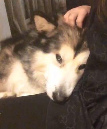 橘貓共枕帥爸...吃醋雪橇犬討摸。(圖/翻攝自Instagram用戶「poohthepolarbear」)