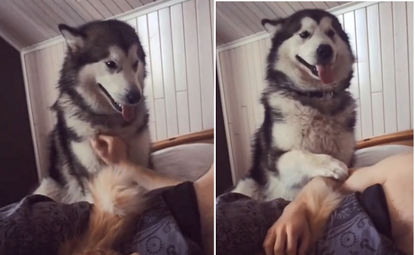 橘貓共枕帥爸...吃醋雪橇犬討摸。(圖/翻攝自Instagram用戶「poohthepolarbear」)