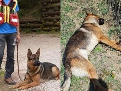 英雄搜救犬被毒死！牠救回無數地震災民性命　卻死在人類手裡