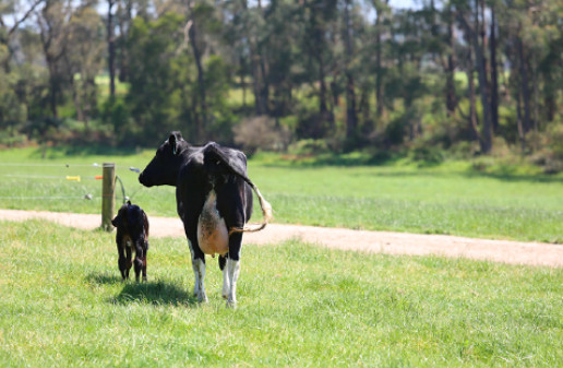 ▲▼乳牛天堂！澳洲乳牛生活空間超過半個足球場好享受             。（圖／業者提供）